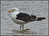 kelp gull