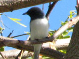 leadflycatm