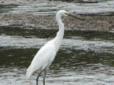 littleegret