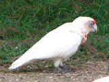longbcorella