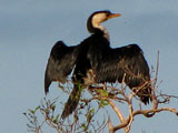 lpcormorant