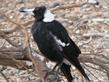 magpie