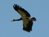 magpiegoose