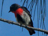 mistlebird