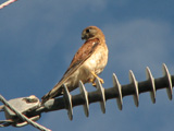 nankestrel