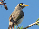 noisyminer