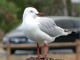 pacgull