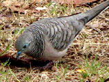 peacefuldove