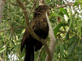 pheasantcoucal