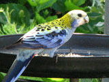 phrosella