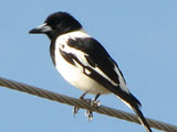 piedbutchbird