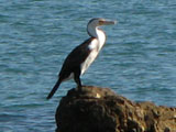 piedcormorant