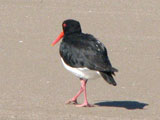 piedoystercatcher