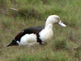 radjahduck