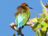 rbbeeeater