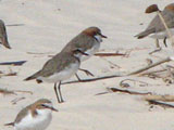 rcappedplover