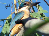 sacredkfisher