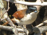 shiningflycatcher
