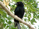 spangleddrongo