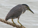 striatedheron