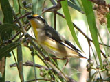 strpardalote
