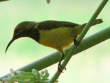 sunbird
