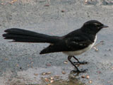 wagtail