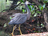 wfheron