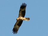 whistling kite