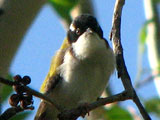 whitefrontedhe