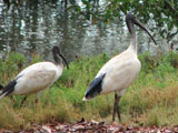 whiteibis