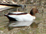 woodduck
