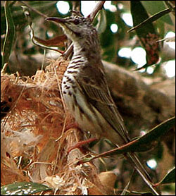 bar breasted honeyeater