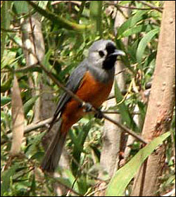 black faced monarch