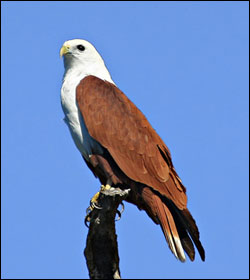 brahminy kite