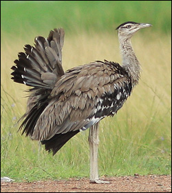 bustard