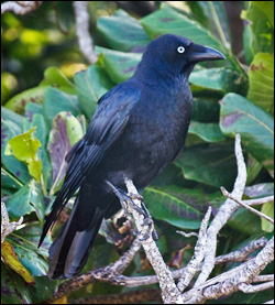 crow