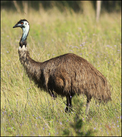 emu