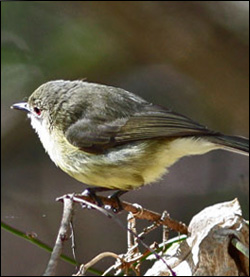 fairy gerygone