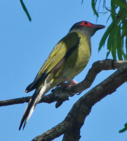 fig bird
