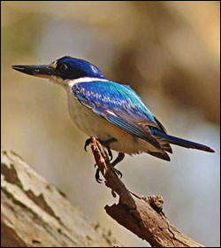 forest kingfisher