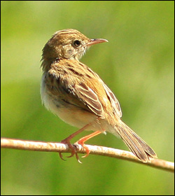 golden headed cisticola