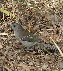 grey shrike thrush