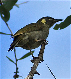 lewins honeyeater