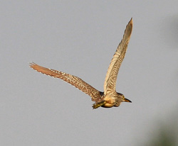 nankeen night heron