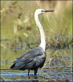 pacific heron