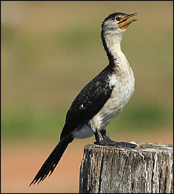 pied cormorant