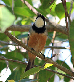 rufous whistler