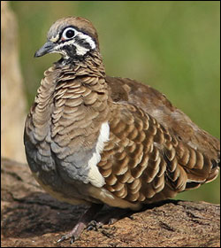 squatter pigeon