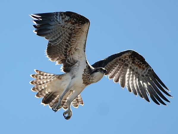 osprey2
